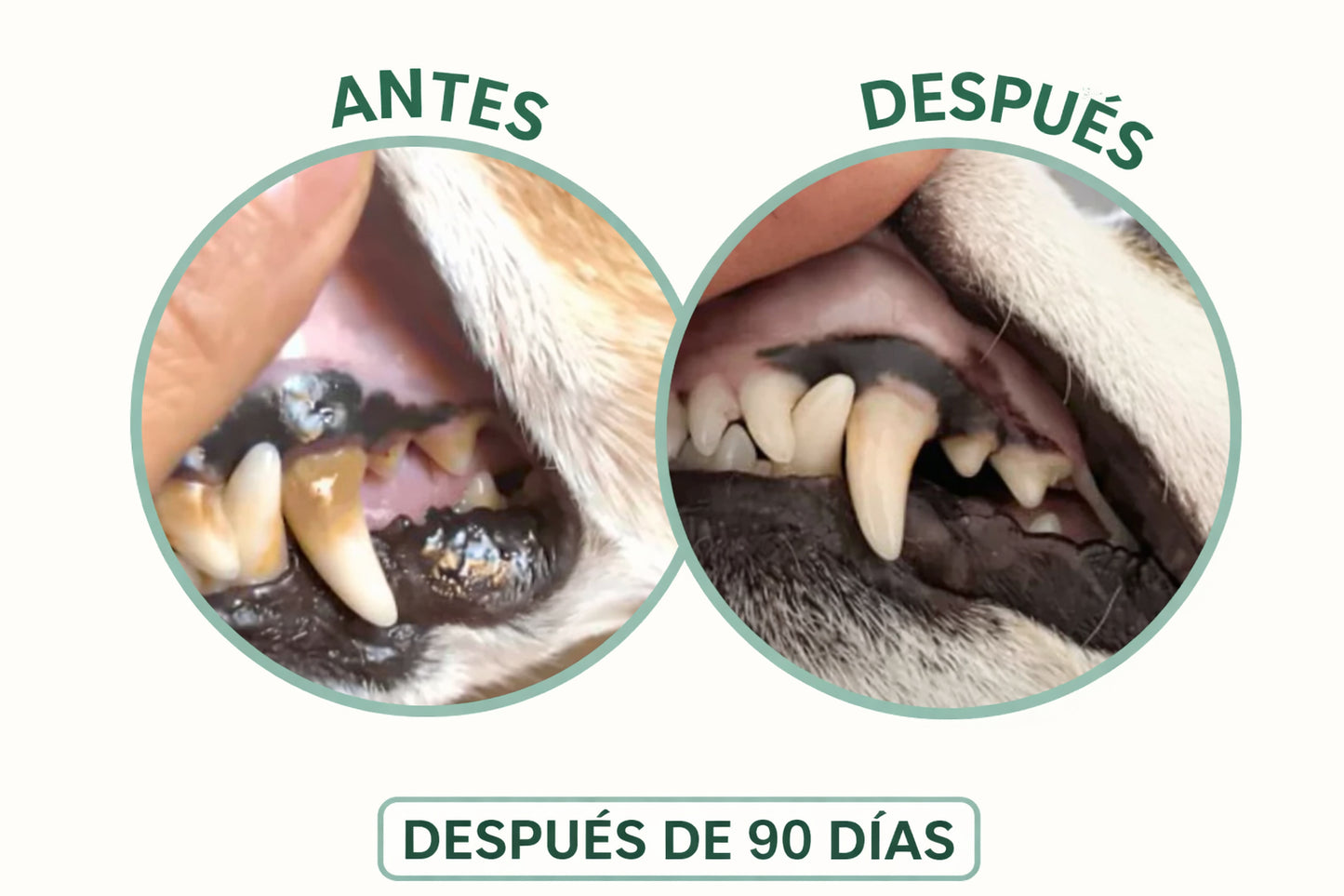 LBMLBM™ Spray Dental Enzimático y Probiótico (Fórmula sin cepillado)