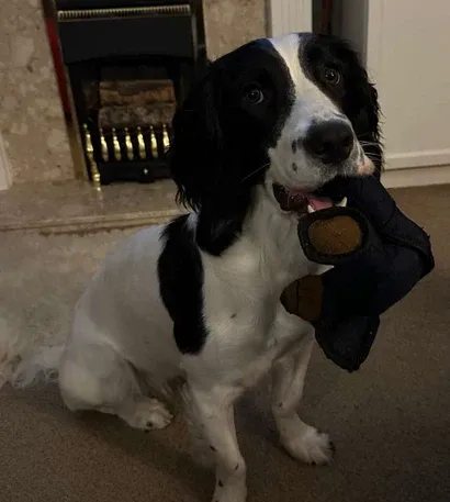 Nuevo Unbreak-Bear™ 2025 para mordedores intensos